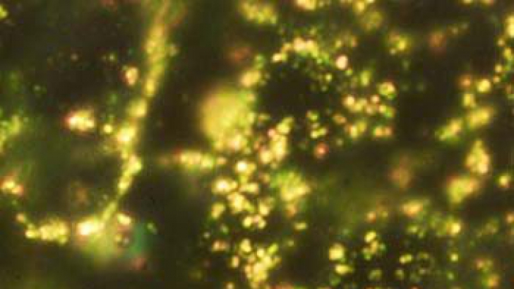 Gold-nanoparticles-virus-sensor